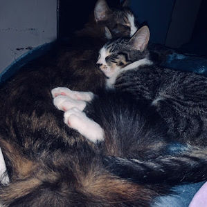 Meet your Posher, Izzy